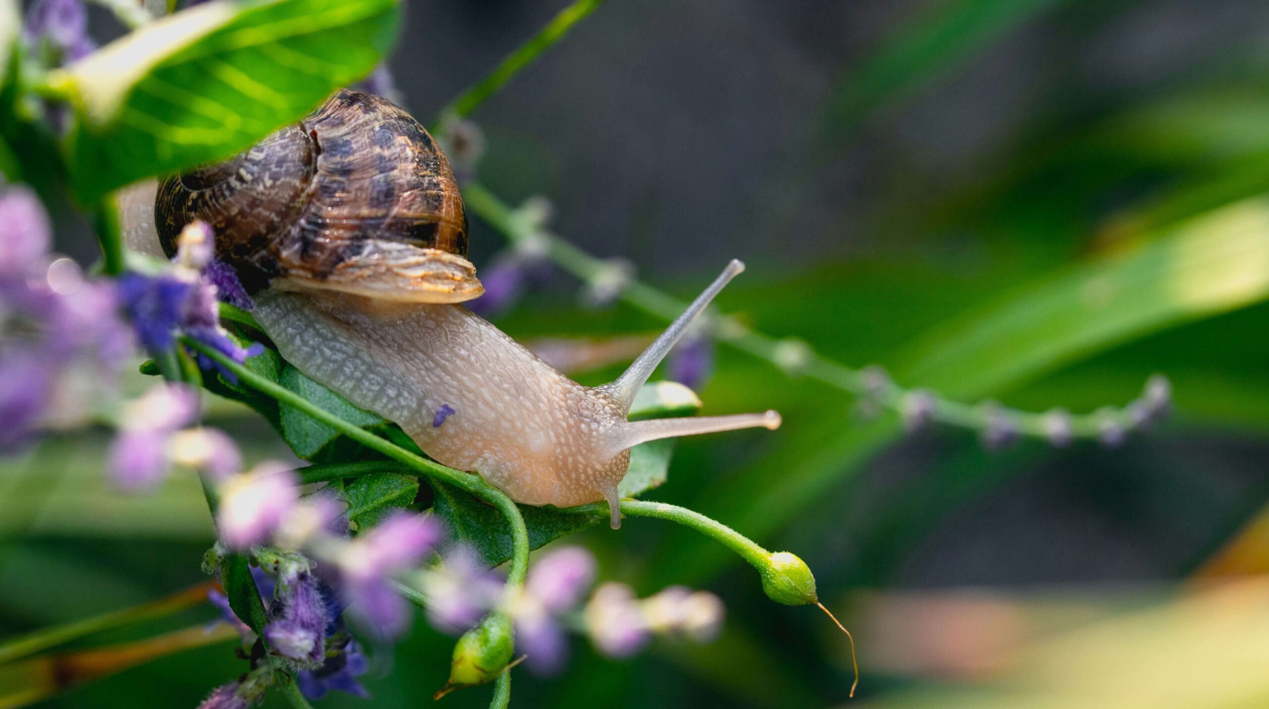 The Negative Side Effects of Snail Mucin That No one Talks About